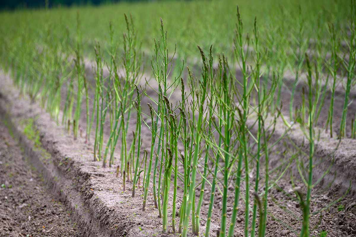 A horizontal image of early growth of asparagus spears growing in rows in the garden.