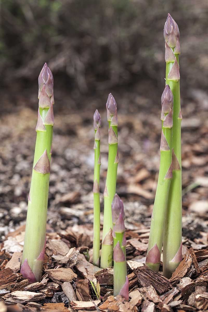 A close up vertical image of asparagus spears growing in the garden pictured on a soft focus background.