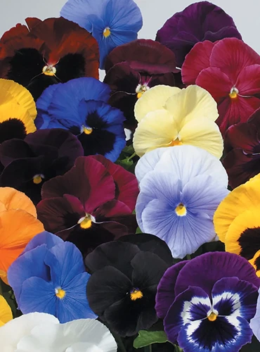A close up of Atlas mix petunias in a variety of colors.