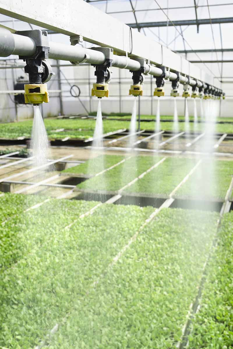 A vertical image of an irrigation system in a commercial greenhouse.