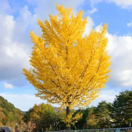 A square image of an 'Autumn Gold' ginkgo tree growing in the landscape with yellow fall foliage, pictured on a blue sky background.