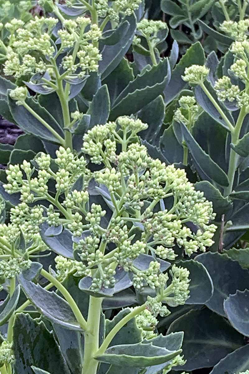 A close up vertical image of the flower buds on a sedum plant.