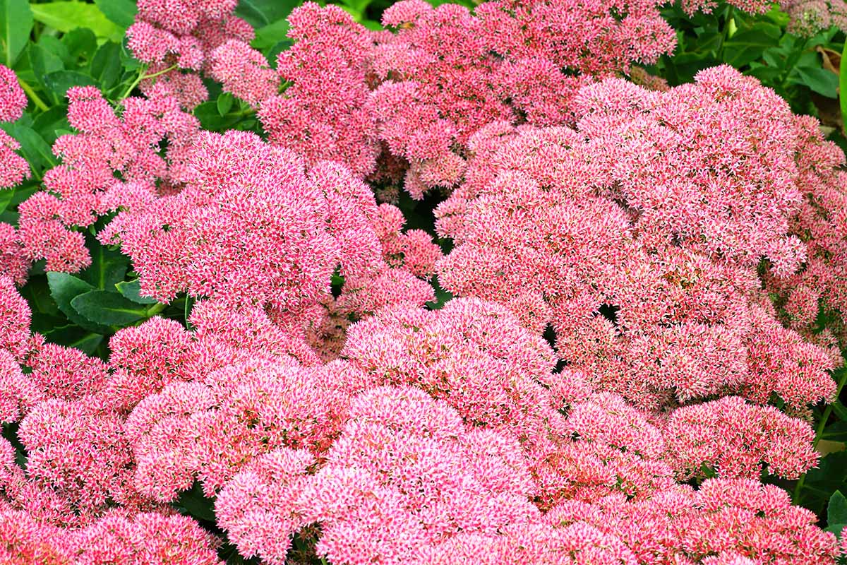 A close up horizontal image of pink Autumn Joy flowers growing in the garden.