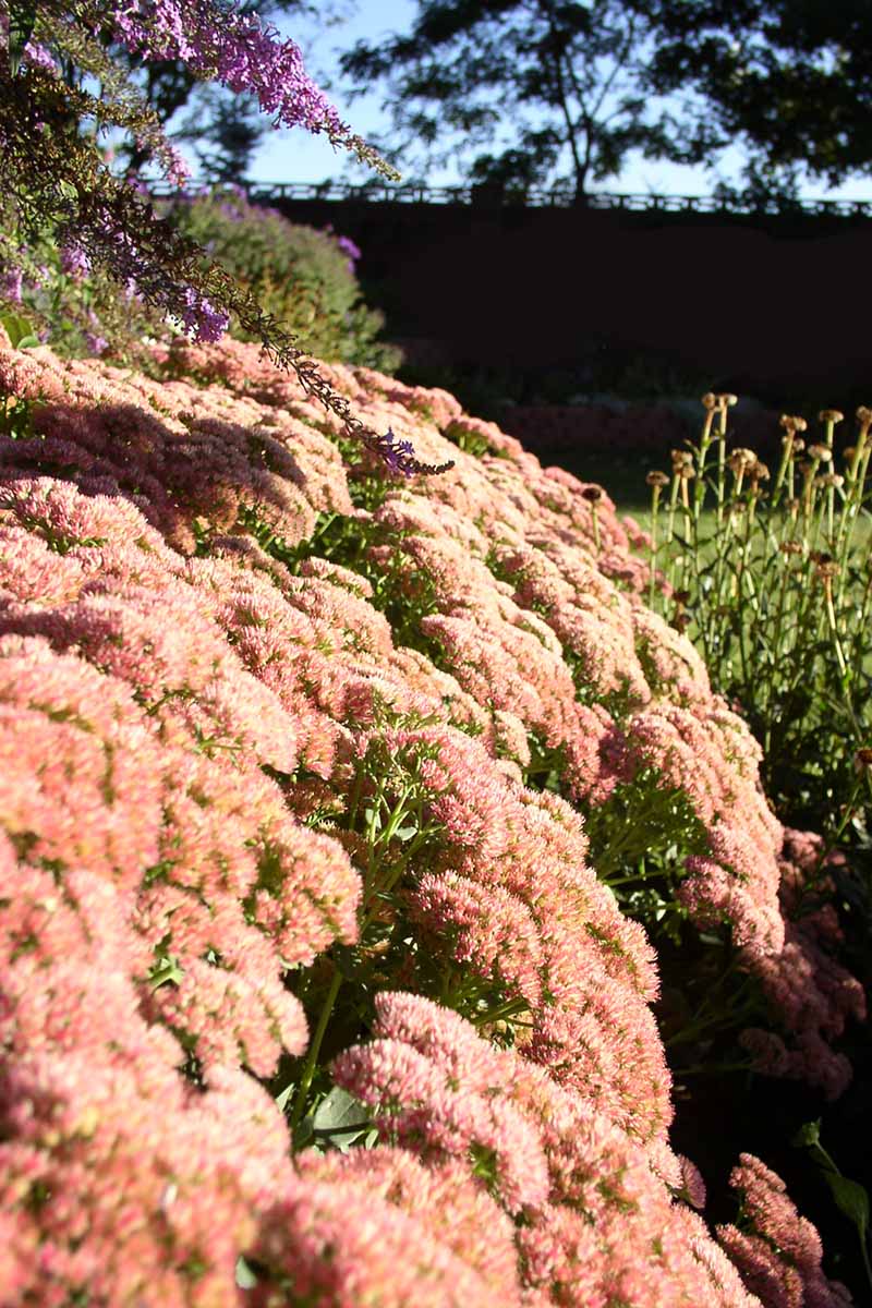 A close up vertical image of stonecrop in full bloom growing in a garden border.