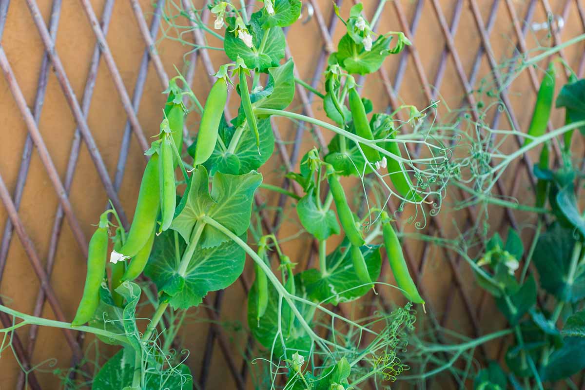 A close up horizontal image of beans growing up a metal trellis on a wooden fence.