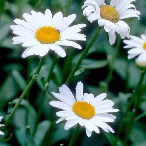 A square image of 'Becky' Shasta daisies with foliage in soft focus in the background.