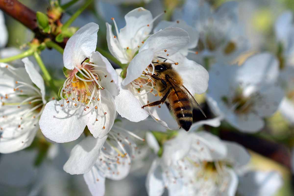 A close up horizontal image of a bee feeding from a plum tree flower.