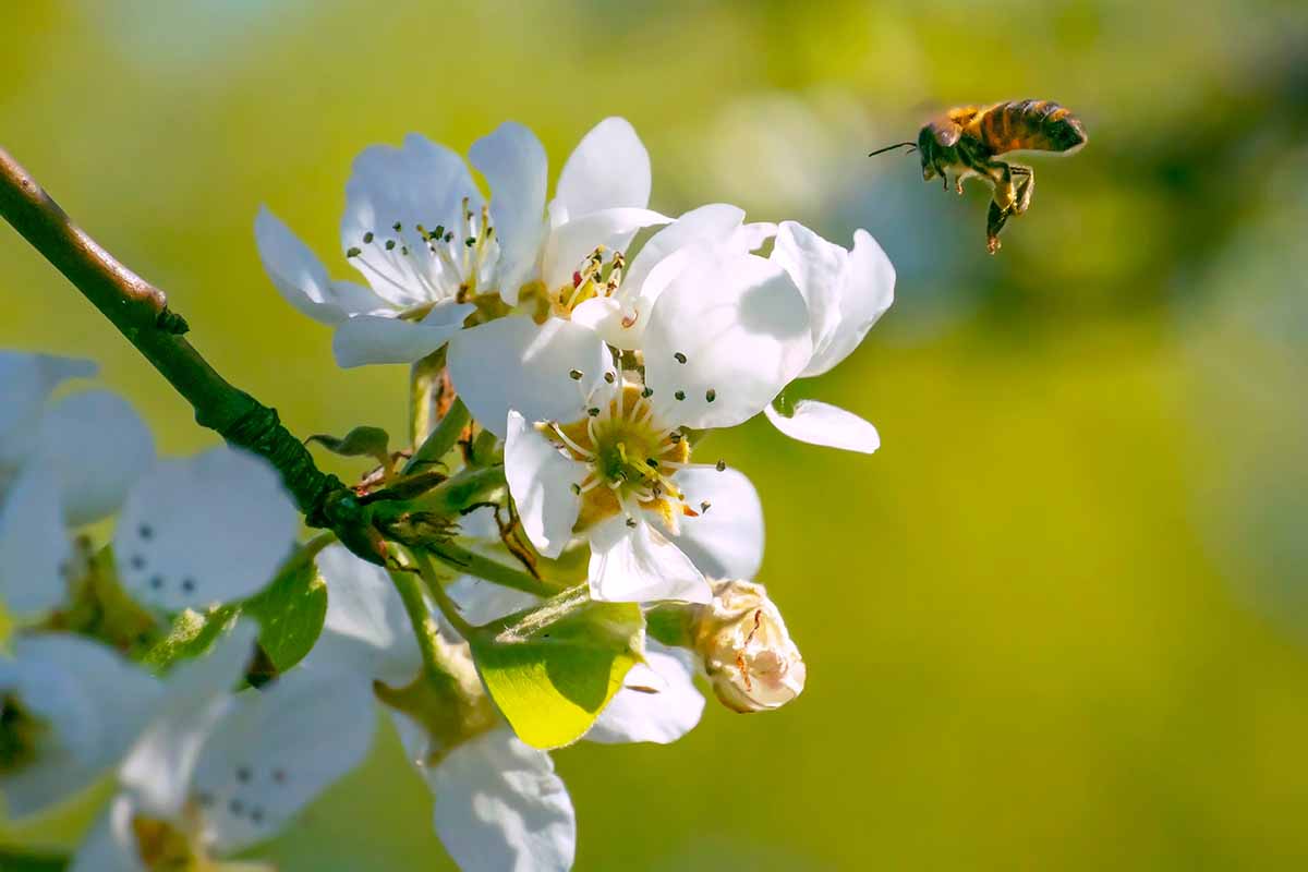 A close up horizontal image of a bee hovering over apple blossom pictured on a soft focus background.