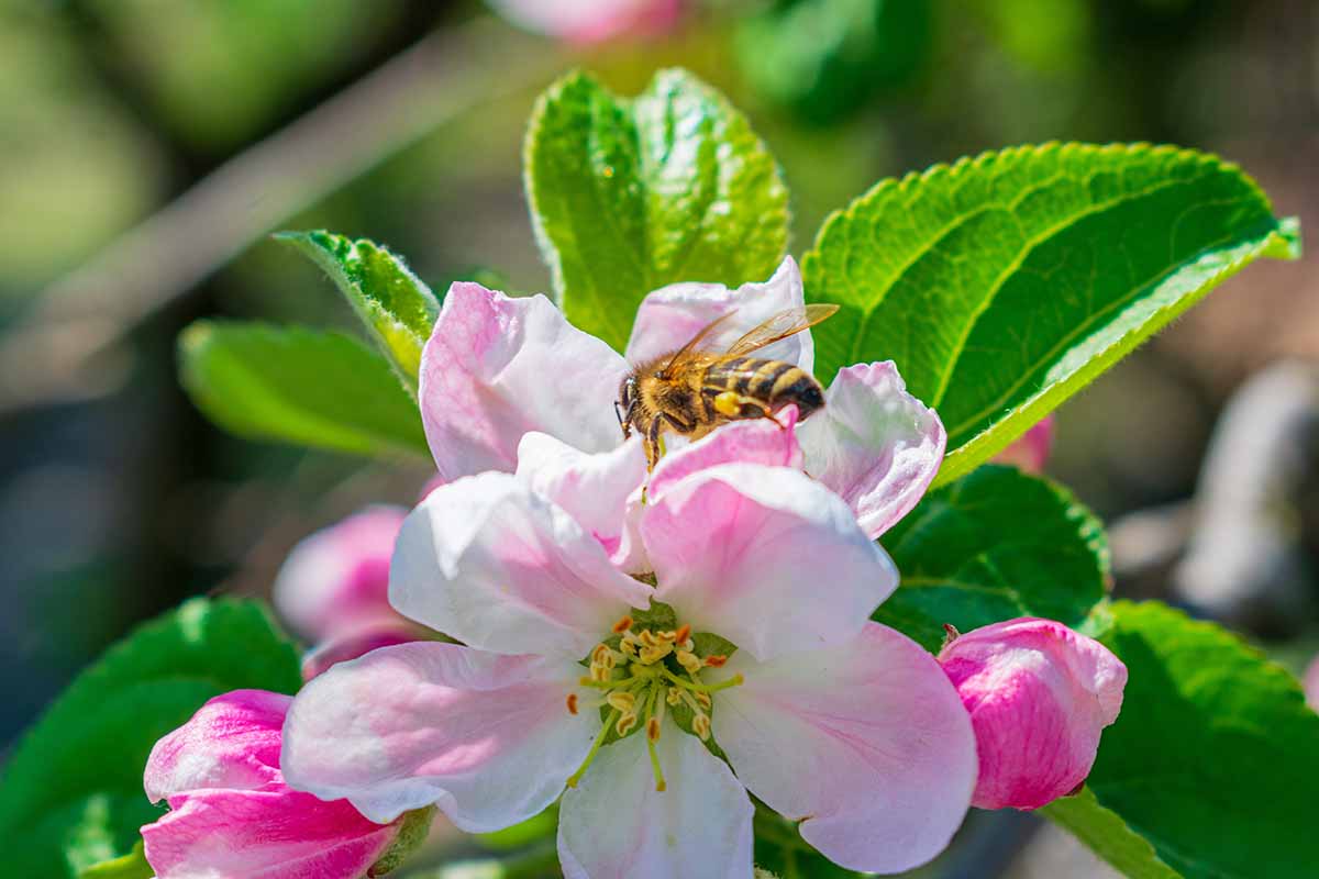 A close up horizontal image of a bee pollinating a pink and white flower pictured on a soft focus background.