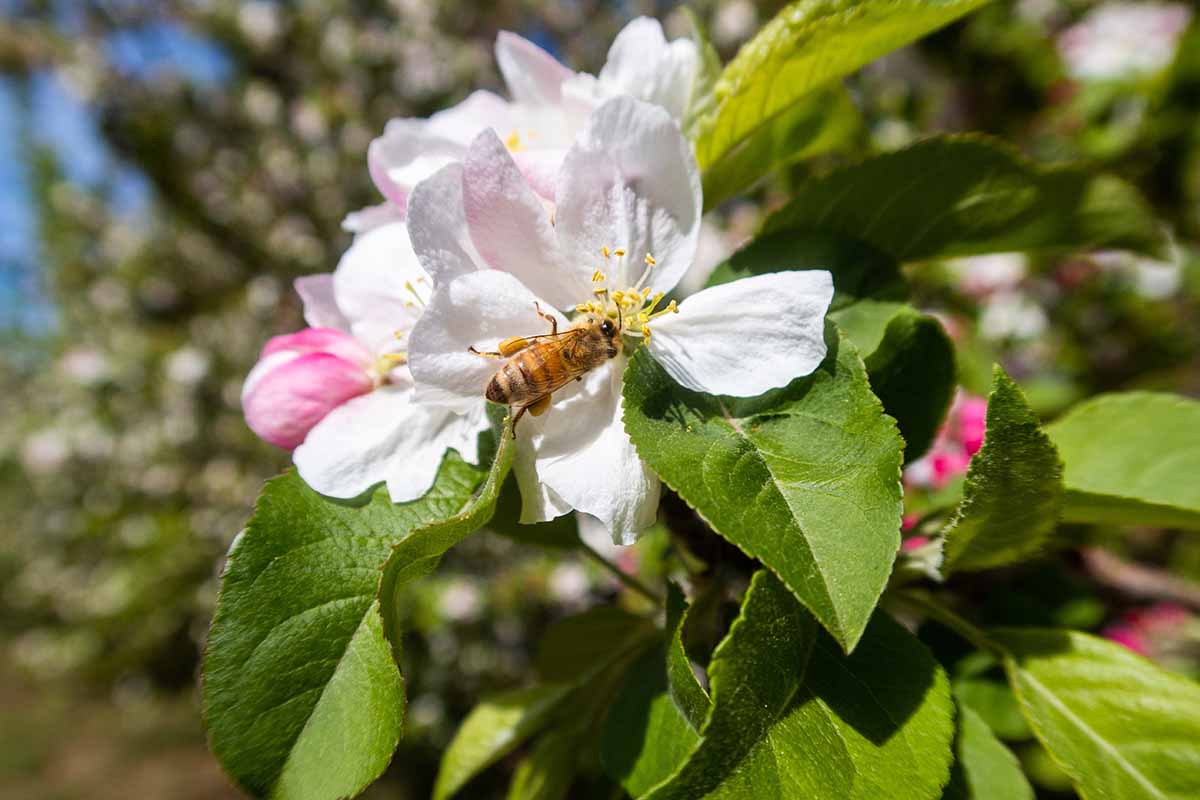 A close up horizontal image of a bee pollinating a fruit tree blossom pictured in bright sunshine on a soft focus background.