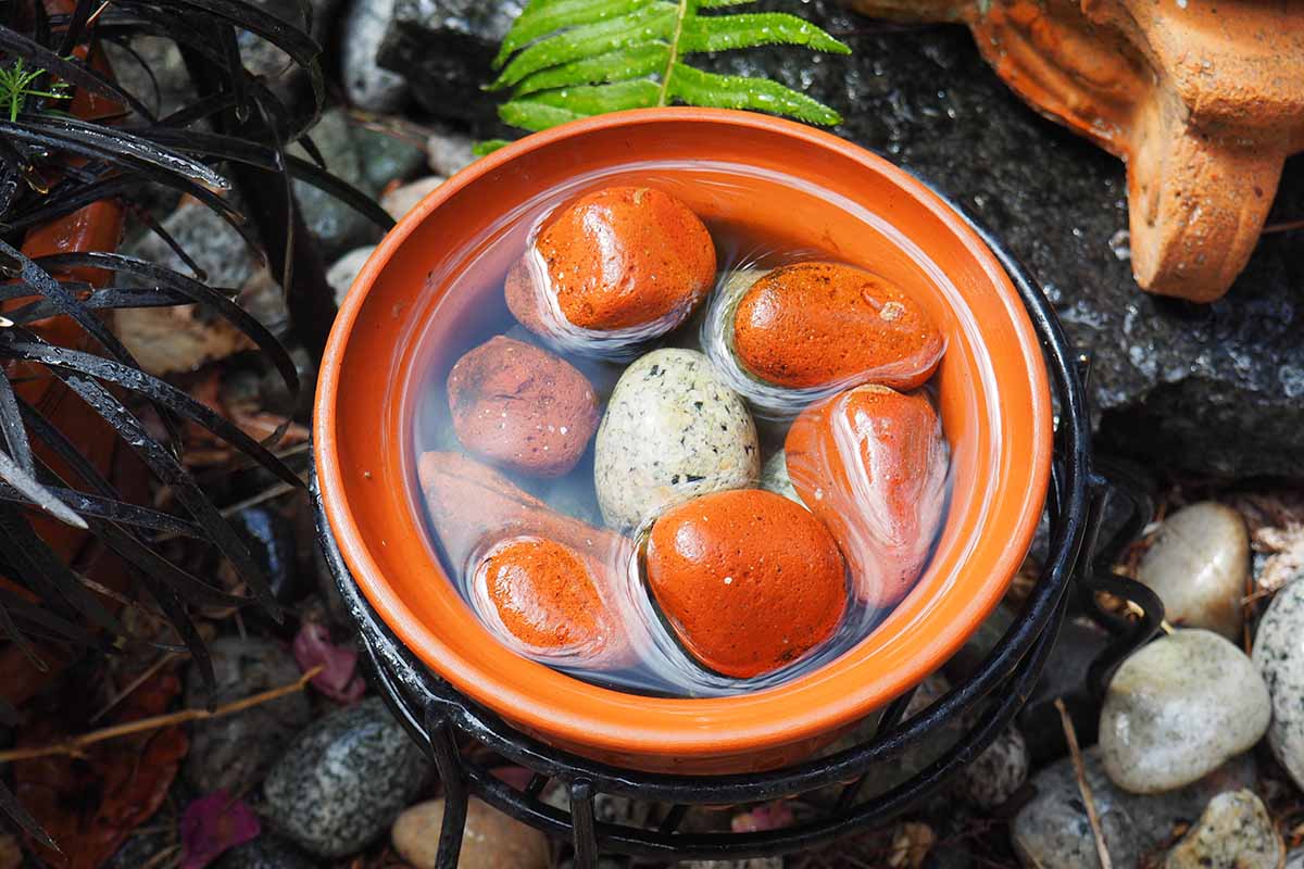 A horizontal image of a small water bowl with stones in the bottom to attract bees.