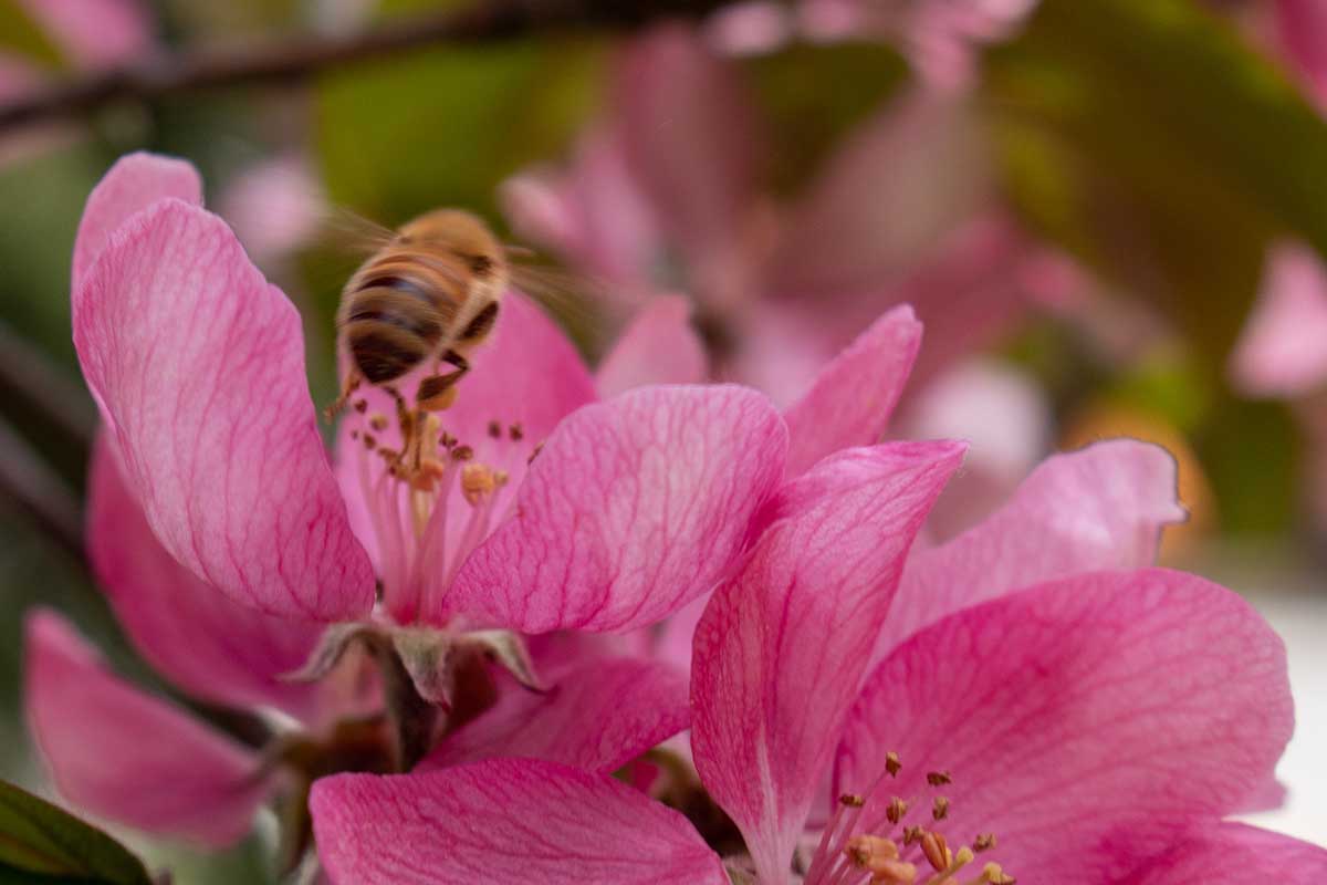 A close up horizontal image of a bee feeding from a pink crabapple flower pictured on a soft focus background.