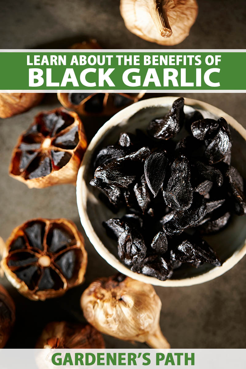 A close up vertical image of black garlic cloves in a white bowl with whole bulbs in the background. To the top and bottom of the frame is green and white printed text.