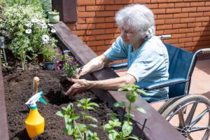 A horizontal image of an elderly woman in a wheelchair tending to a raised bed garden.