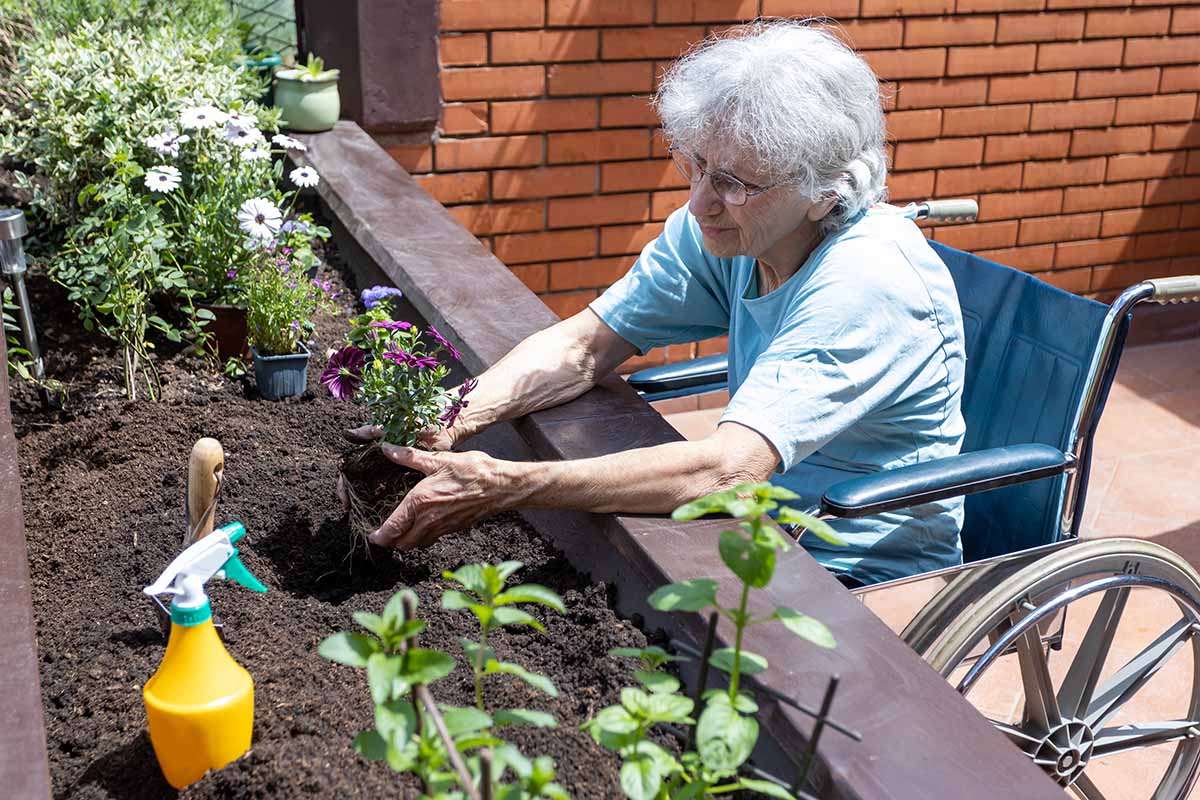 Image horizontale d'une femme âgée en fauteuil roulant qui s'occupe d'un jardin surélevé.