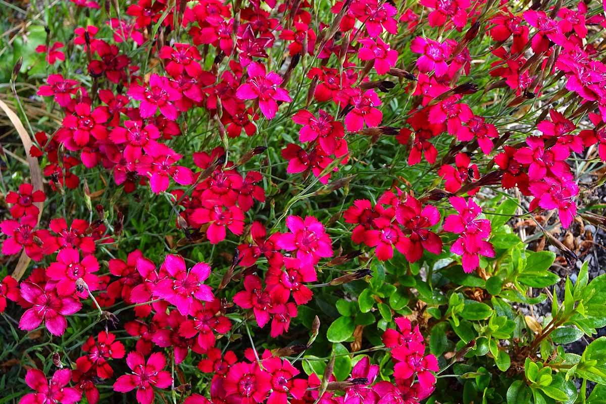 A close up horizontal image of bright red and pink dianthus flowers growing in the garden.
