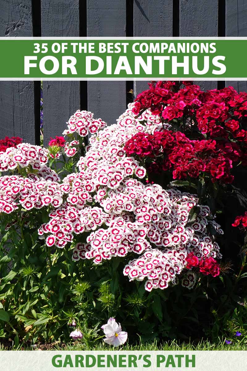 A close up vertical image of red and white dianthus flowers growing in a mixed garden border. To the top and bottom of the frame is green and white printed text.