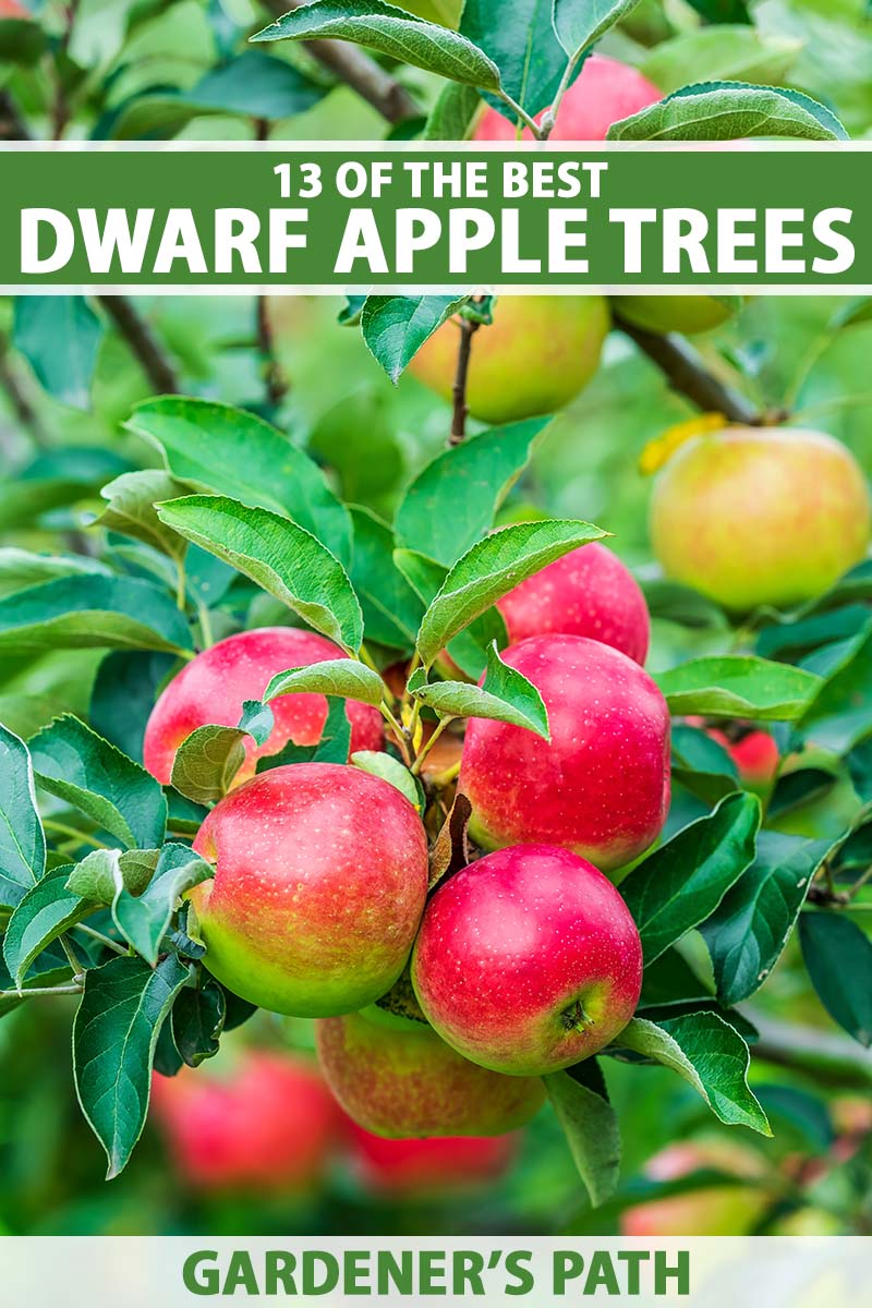 A close up vertical image of an apple tree laden with ripe fruits growing in the garden. To the top and bottom of the frame is green and white printed text.