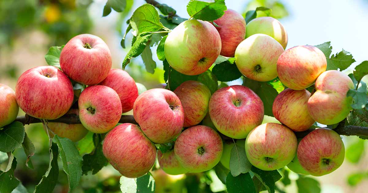 13 of the Finest Dwarf Apple Tree Varieties - naturery.net