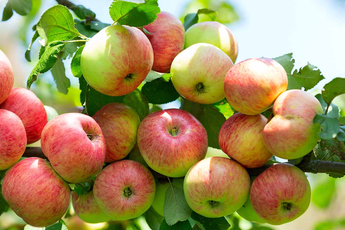 A close up horizontal image of a large cluster of apples growing in the garden pictured in light sunshine.