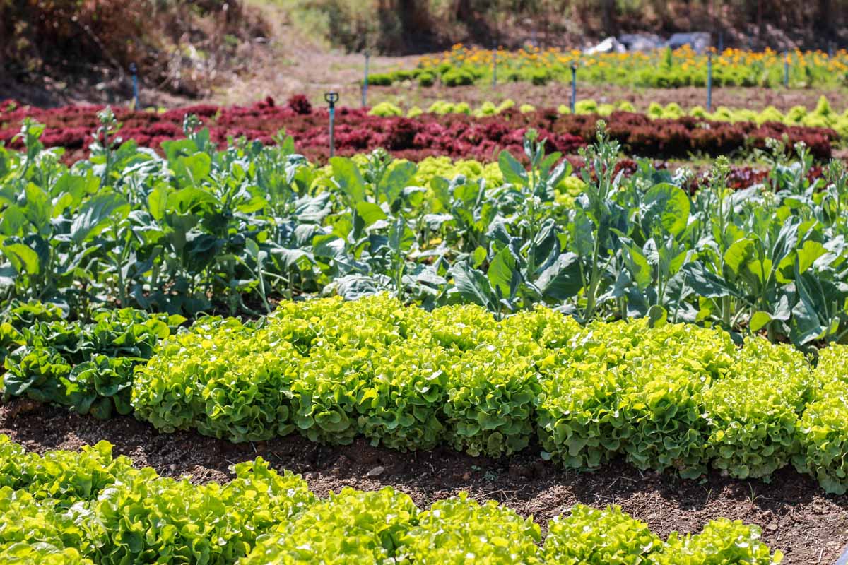 A vegetable garden with rows of mature crops in bright sunshine.