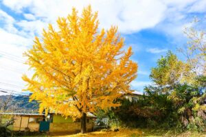 A horizontal image of a large ginkgo tree with yellow fall foliage growing in a backyard, pictured in bright sunshine on a blue sky background.