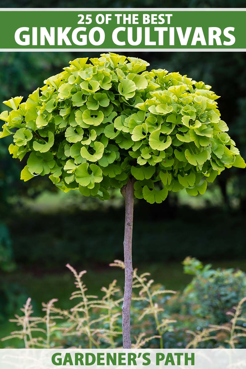 A close up vertical image of a small ginkgo biloba tree growing in the garden pictured on a soft focus background. To the top and bottom of the frame is green and white printed text.