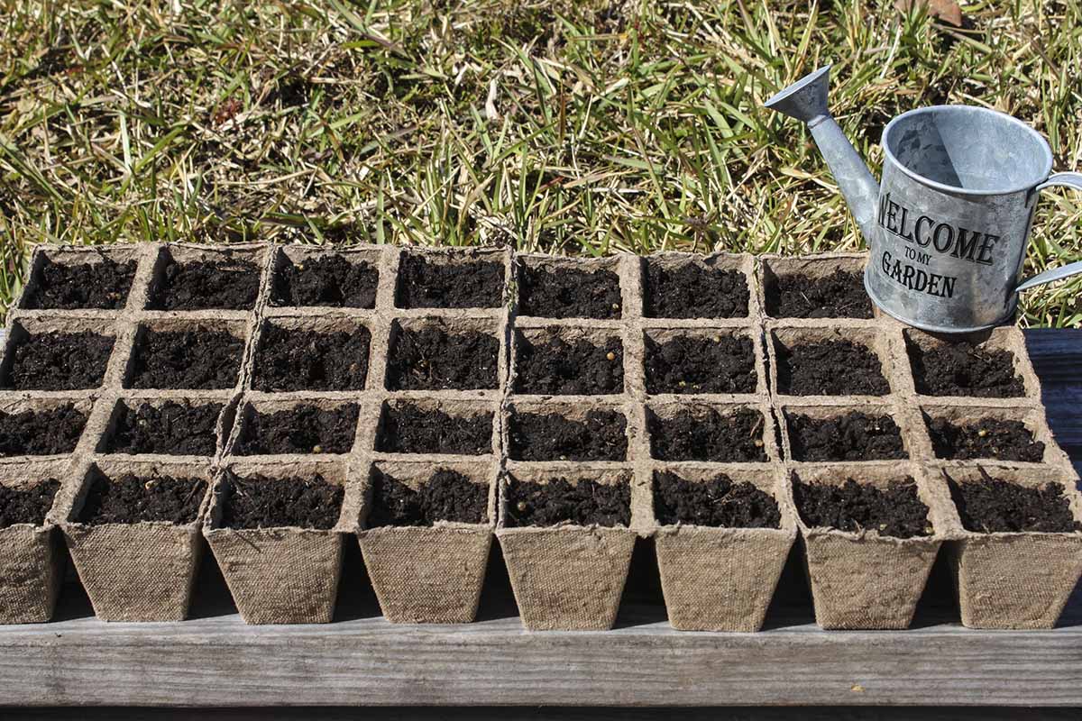 A close up horizontal image of biodegradable seed starting trays filled with soil and set outdoors with a tiny watering can to the right of the frame.