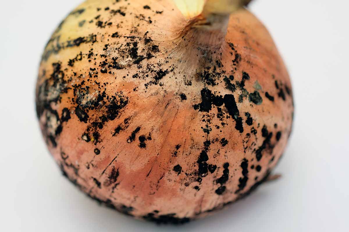 A close up horizontal image of an onion suffering from black mold, pictured on a white background.