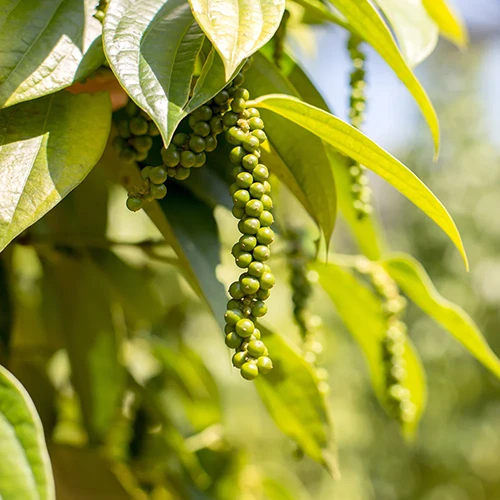 A square image of a peppercorn plant growing in the garden pictured in light sunshine on a soft focus background.