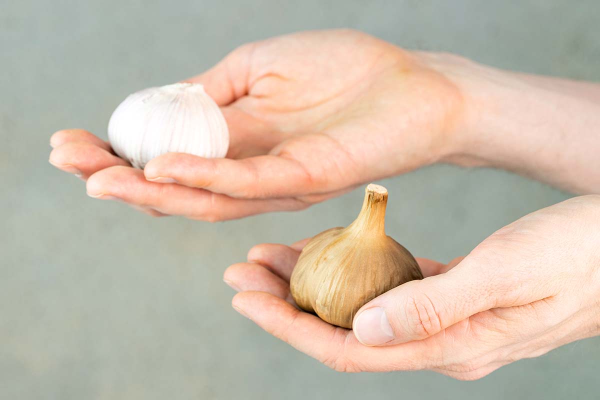 A close up horizontal image of two hands from the right of the frame holding up garlic bulbs pictured on a green background.