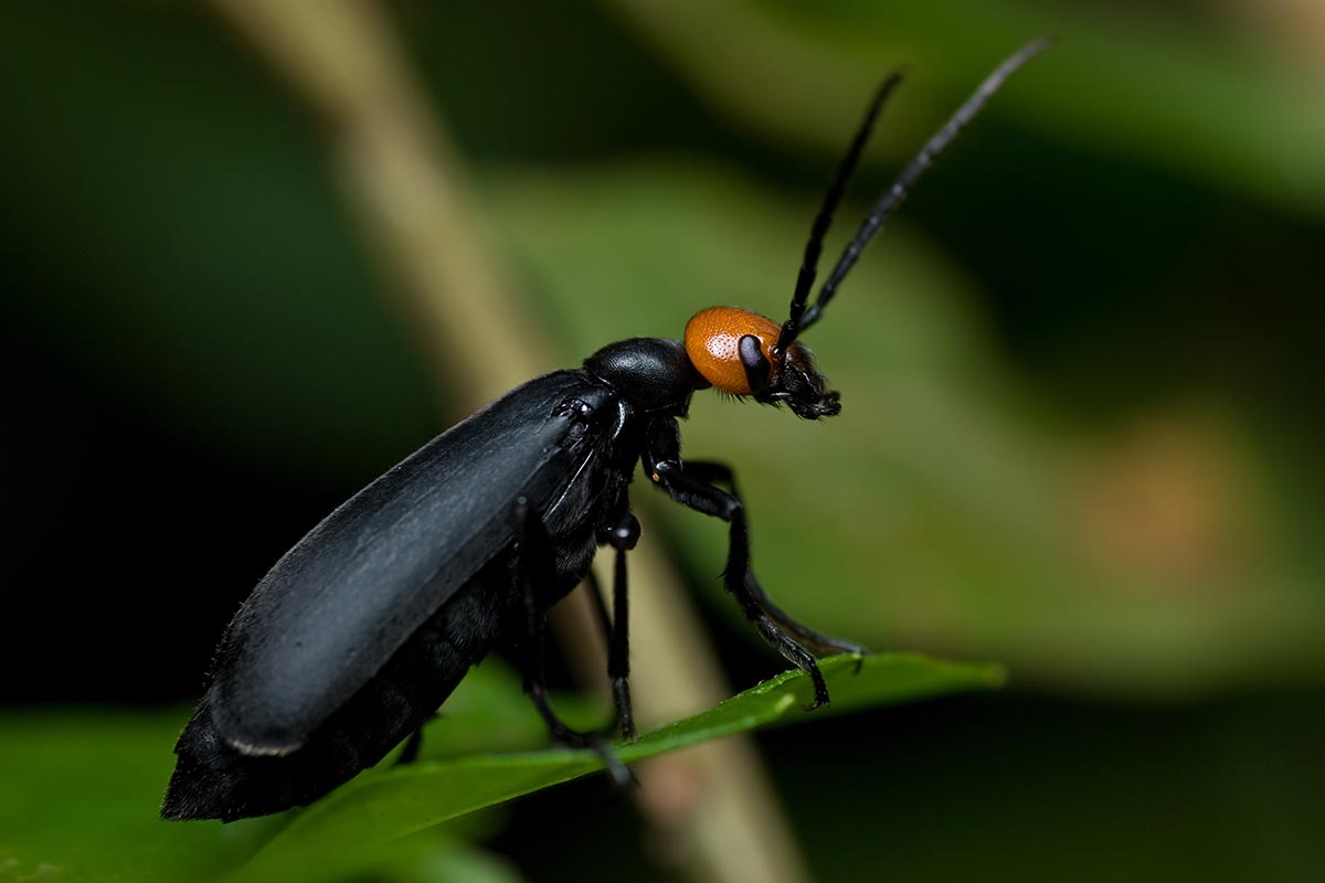 A close up horizontal image of a black blister beetle pictured on a soft focus background.