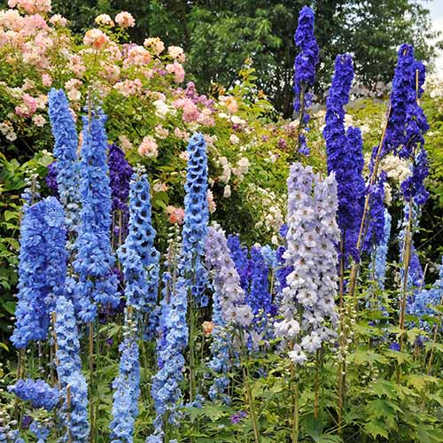 A square image of blue mix delphiniums in bloom in a garden border.