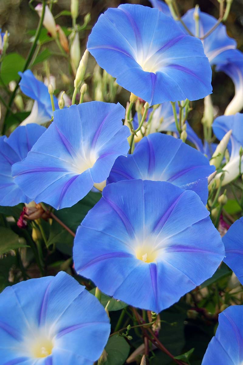A close up vertical image of blue and white morning glory flowers growing in the garden.