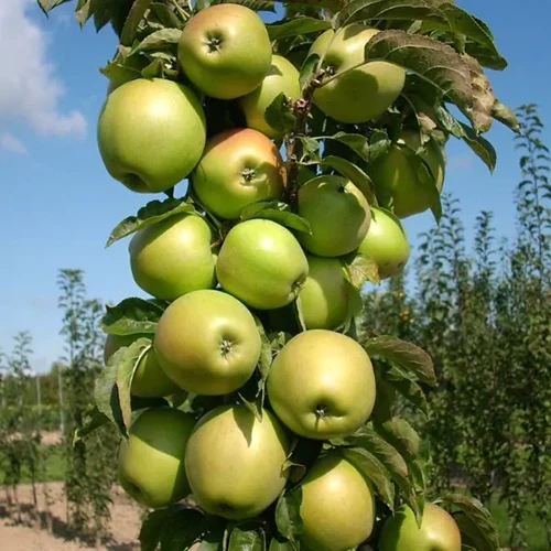 A close up square image of 'Blushing Delight' with ripe green apples pictured in bright sunshine on a blue sky background.