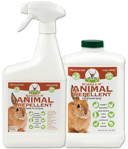 A close up of two bottles of Bobbex-R Animal Repellent isolated on a white background.