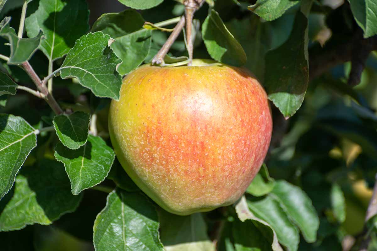 A close up horizontal image of a single 'Braeburn' fruit growing on the tree pictured in bright sunshine pictured on a soft focus background.