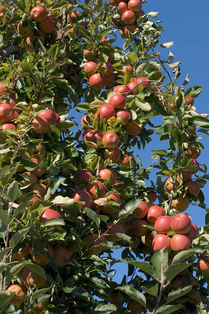 A close up vertical image of a tree laden with 'Braeburn' apples pictured in bright sunshine on a blue sky background.