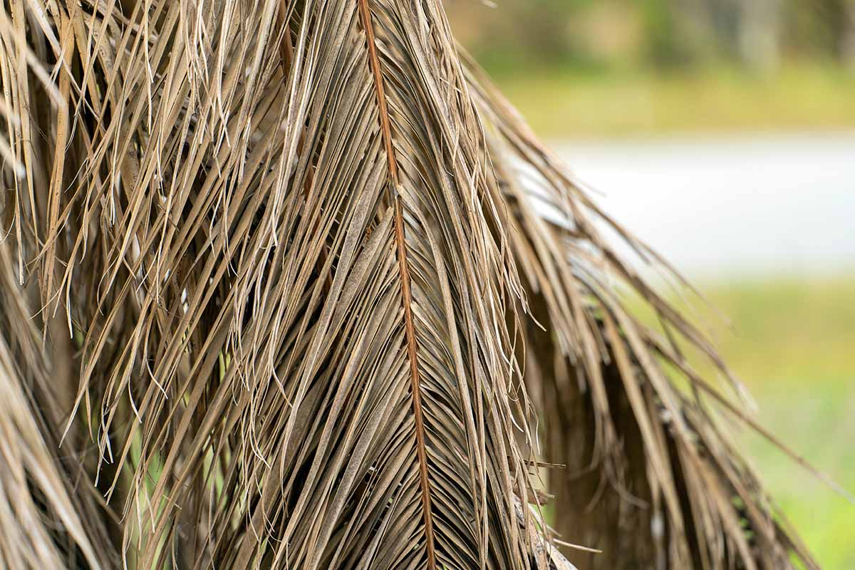 A close up horizontal image of brown, dead palm fronds pictured on a soft focus background.