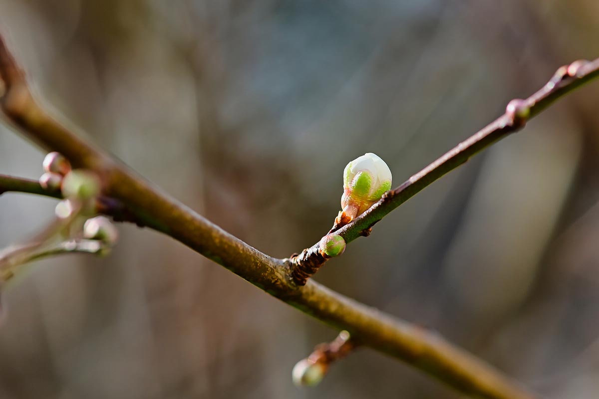 A close up horizontal image of the first shoots developing on a plum tree in spring pictured on a soft focus background.