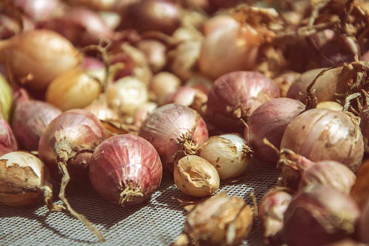 A close up horizontal image of a pile of onion bulbs curing.
