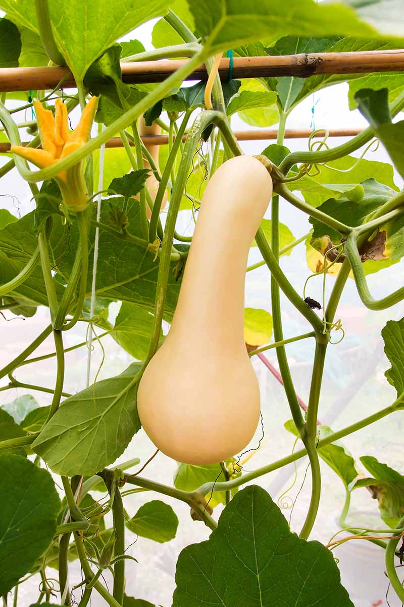 A close up vertical image of a butternut squash growing in the garden supported by bamboo stakes.
