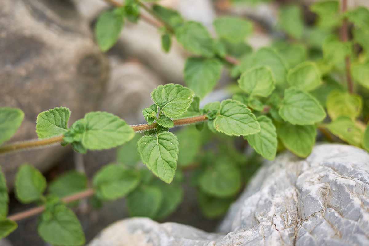 A close up horizontal image of a calamint stem pictured on soft focus background.