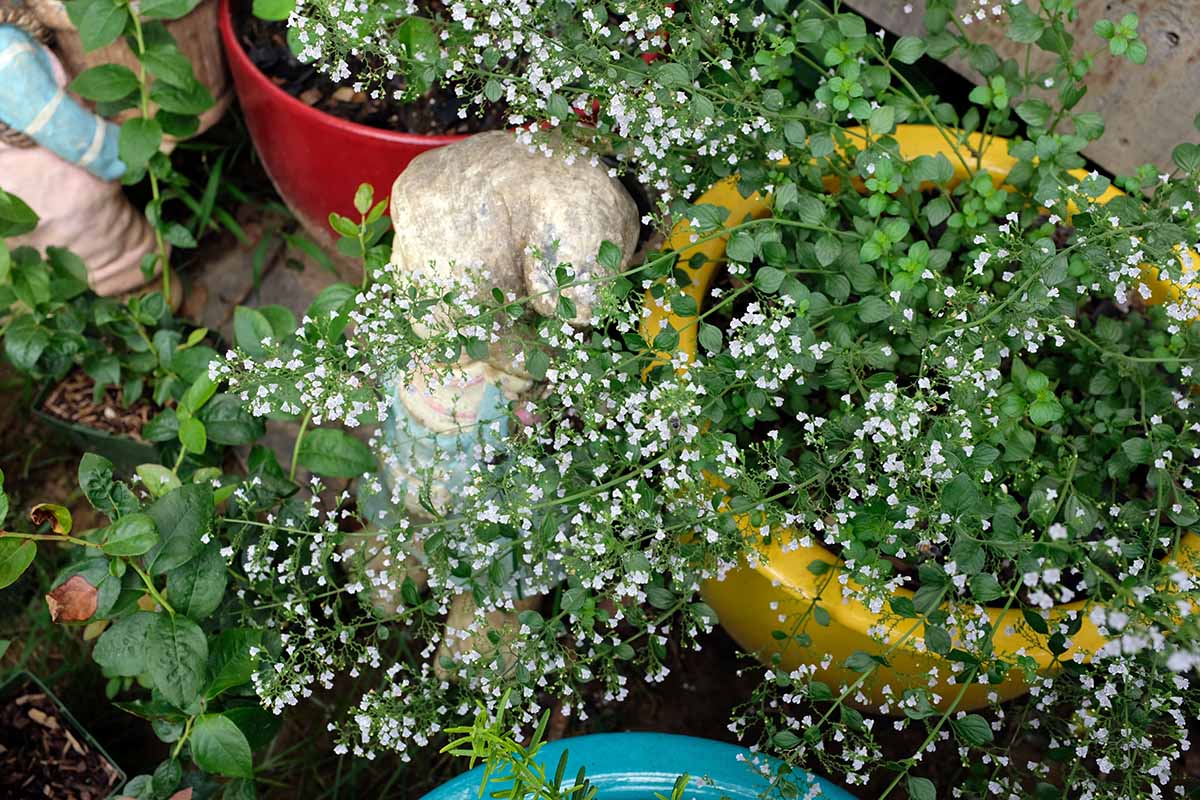 A close up horizontal image of calamint with white flowers growing in a container.