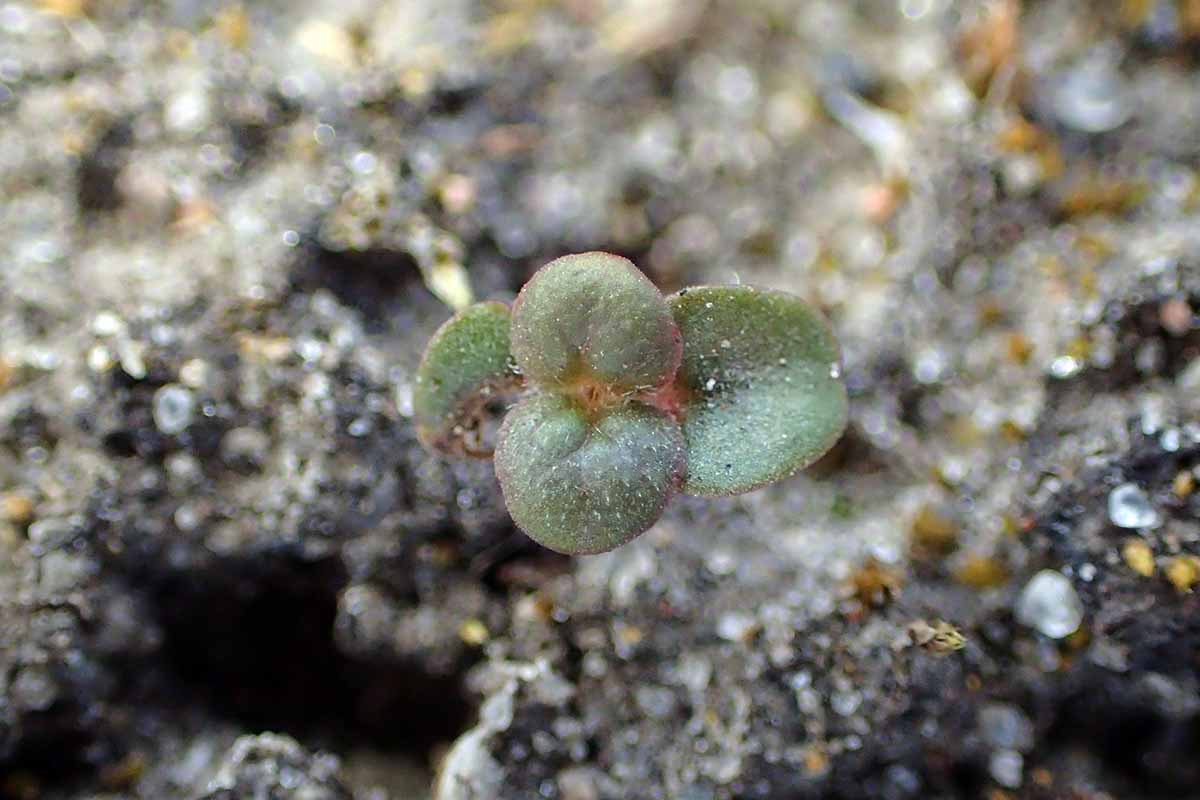 A close up horizontal image of a small seedling emerging from the soil.