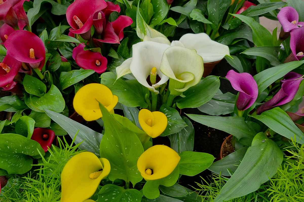A close up horizontal image of colorful calla lilies growing in the garden.