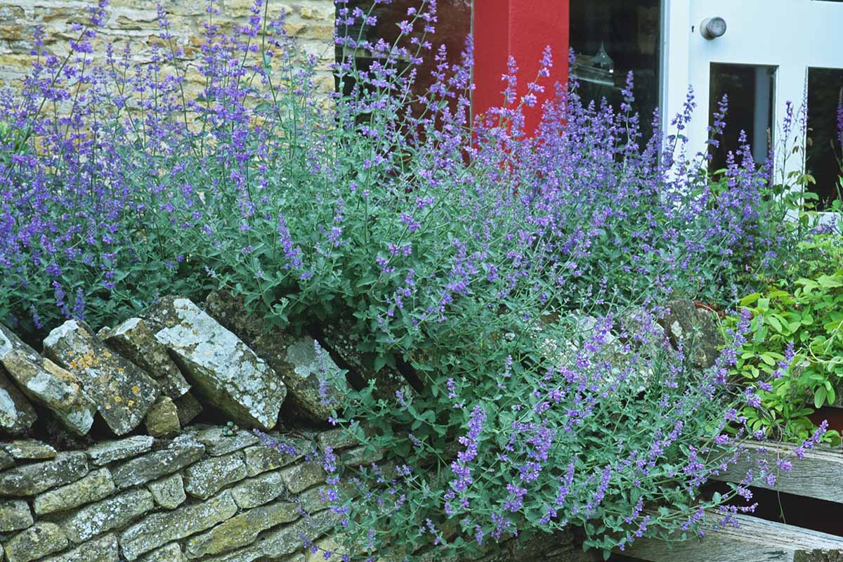 A close up horizontal image of catmint growing in a border spilling over the side of a stone fence.