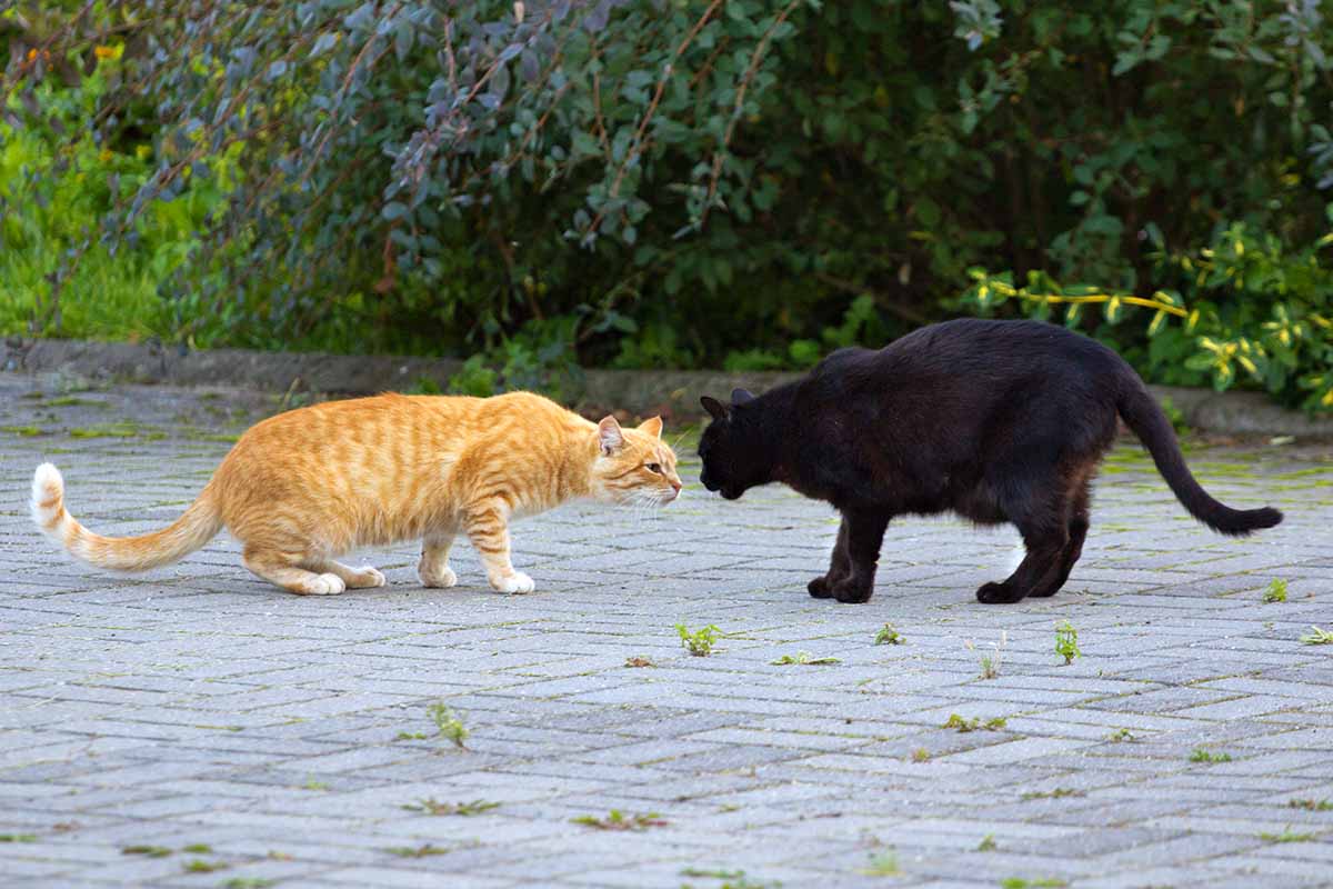 A horizontal image of a black and a ginger cat meeting nose to nose on a paved patio with shrubs in the background.