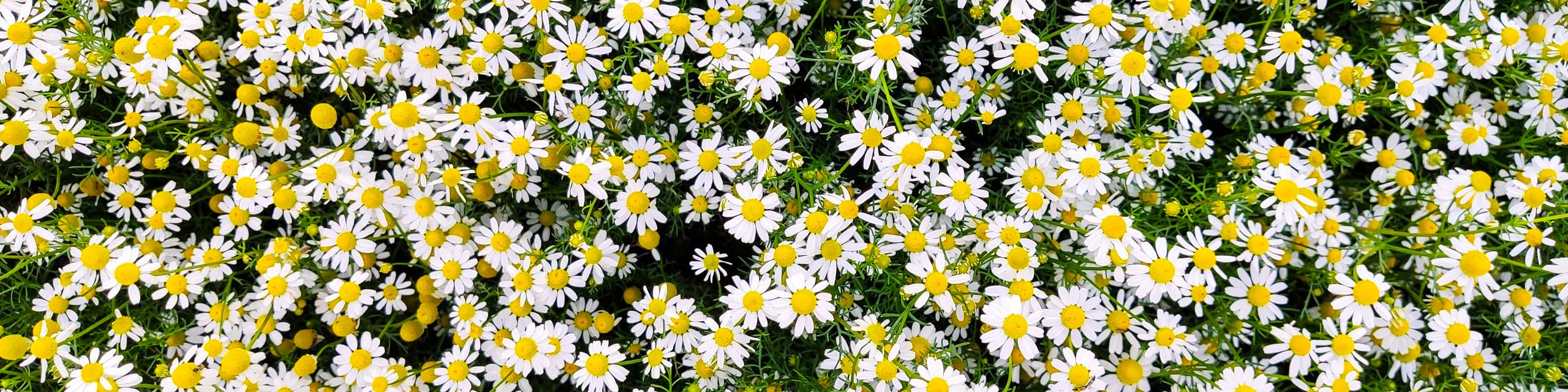 Top down view of a mass planting of chamomile plants with white flowers and yellow centers.