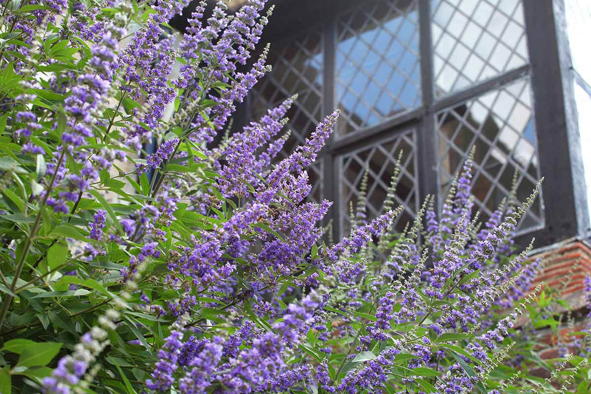 A close up horizontal image of the light purple flowers of a chaste (Vitex agnus-castus) tree growing outside a residence.